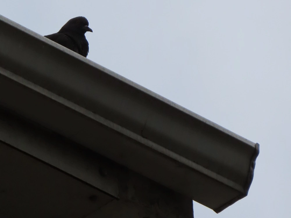 bird proofing your roof in Melbourne